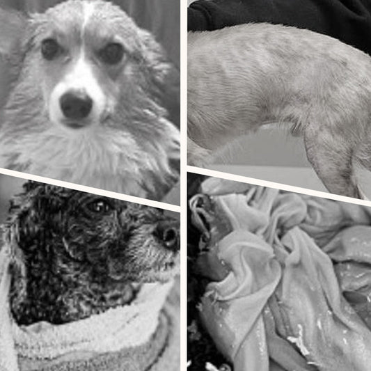 📢📢30% OFF !! ⏰Soft Absorbent and Quick-Drying Dog Bathrobe